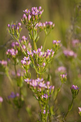 Petite centaurée - Centaurium erythraea