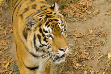 Amur tiger