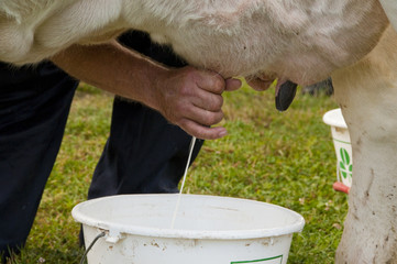 Traite d'une vache à la main, à l'ancienne