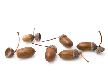 Acorns on a white background