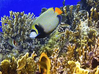 Fototapeta na wymiar Coral reef and emperor angelfish