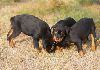 trois chiots rottweiler prenant une pose amusante