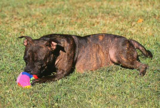 chiot staffie jouant avec une poup&eacute;e- staffordshire terrier