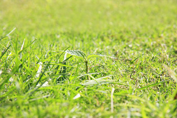 ロハスイメージ