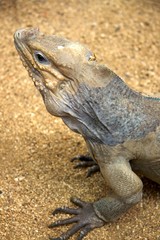 Nashornleguan