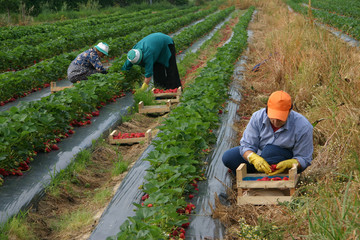 raccolta delle fragole