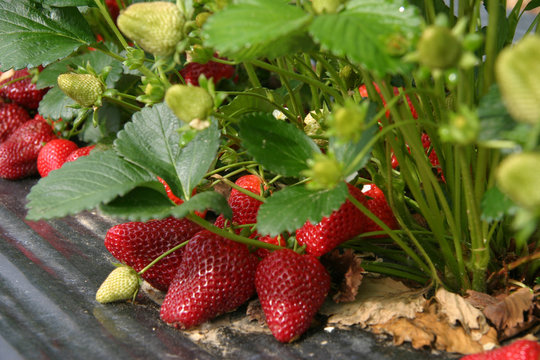fragole prima della raccolta