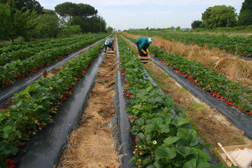 raccolta delle fragole