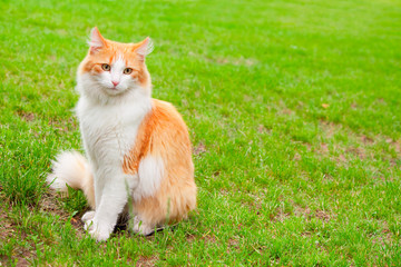 Orange white cat portrait