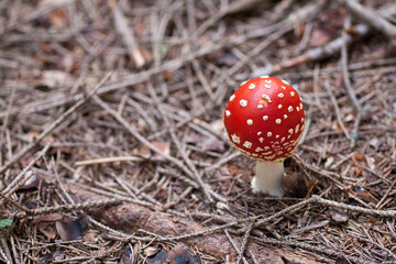 amanita muscaria