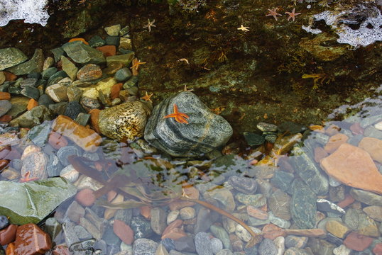 Sea bath filled with inhabitants of  northern sea