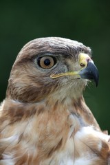 Kite Bird Portrait