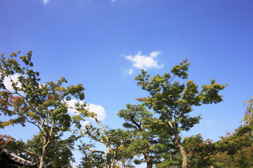 樹木