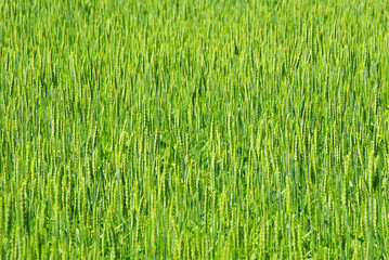 green wheat field