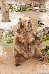 Brown bear sitting