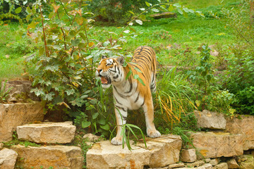 Tiger in green nature