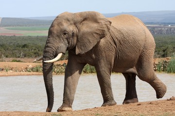 Fototapeta na wymiar Słoń afrykański w Waterhole