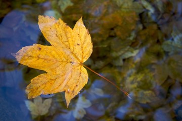 Blatt im Wasser