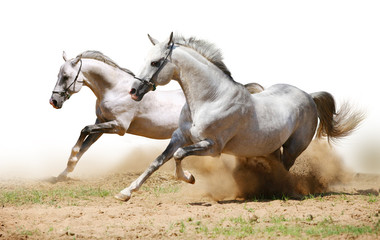 two stallions in dust