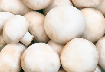 Champignon mushrooms