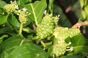 fruits verts de nonni