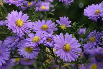 aster