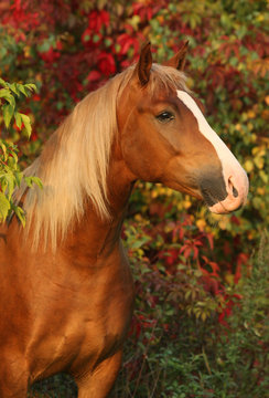 Beautiful horse in the autumn garden