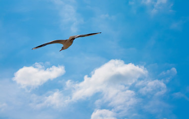 Soaring seagull