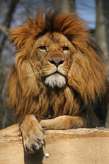 Fototapeta na wymiar posiereder Lion
