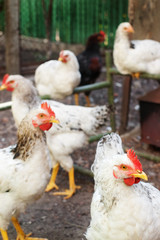 White chicken head with selective focus and blurred hens