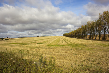 country scene