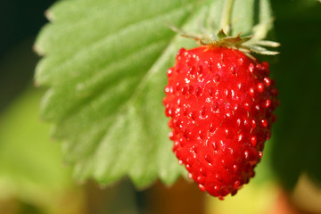 Wild strawberry fruit