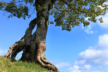 Maple tree - Ahornbaum