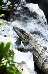 Iguana