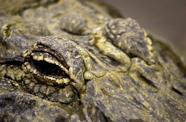 Alligator