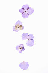 Fototapeta na wymiar 紫陽花の押し花