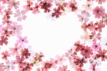 Fototapeta premium 小花の押し花（ハートマーク）