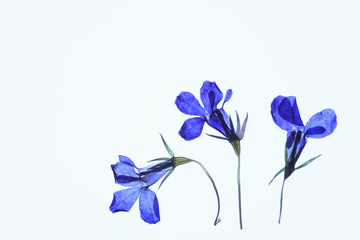Fototapeta na wymiar 小花の押し花（青）