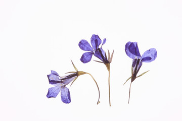 小花の押し花（青）