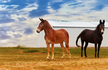 Obraz premium horses