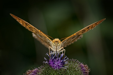 Schmetterling