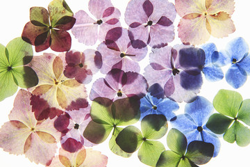 紫陽花の押し花