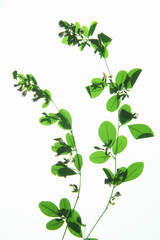 葉っぱの押し花