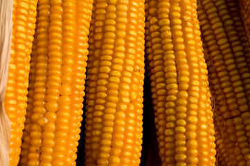 Corns