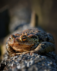 Kroete