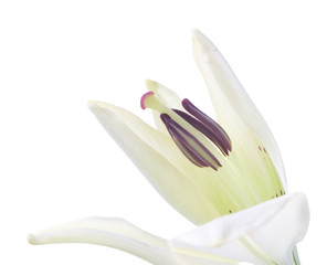 a fragment of white lily