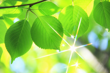 新緑の葉