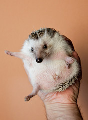 Handy Hedgehog II