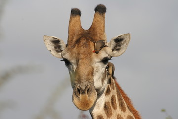 Giraffe
