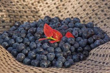 Blueberries